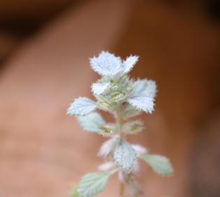 Forsskaolea tenacissima flower