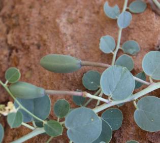 Capparis spinosa leaves