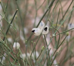 Ephedra ciliata fruits
