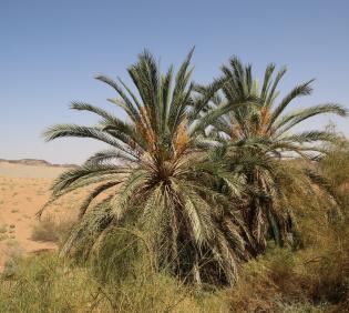 Whole plant