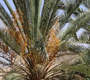 Phoenix dactylifera fruits