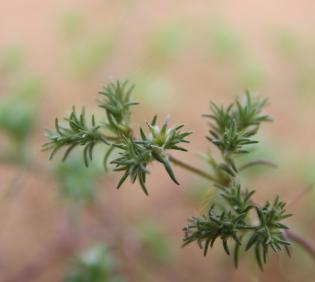 Loeflingia hispanica flower
