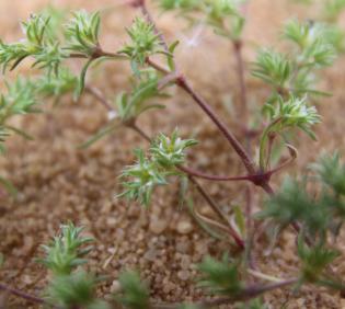 Loeflingia hispanica flower