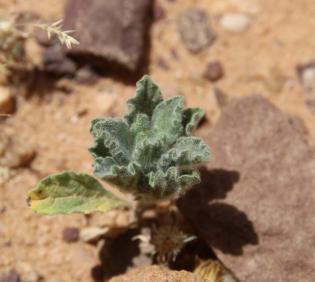 Pulicaria incisa leaves