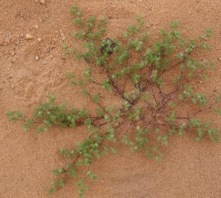 Whole plant