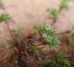Loeflingia hispanica flower