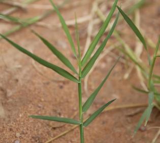 Cynodon dactylon leaves
