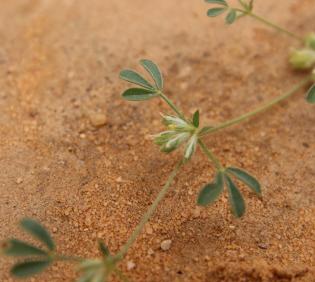 Leobordea platycarpa fruits