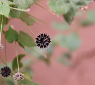 Fruit of Abutilon fruticosum