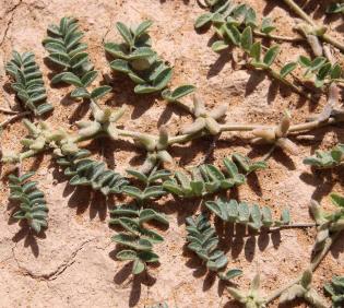Astragalus tribuloides fruits and leaves