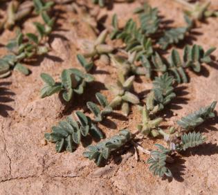 Astragalus tribuloides fruits and leaves