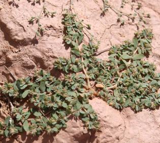 Whole plant