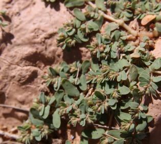Whole plant