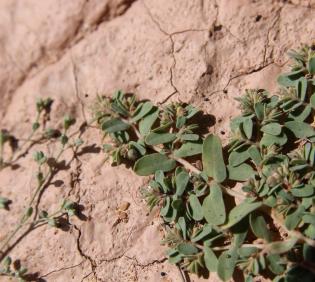 Euphorbia granulata leaves