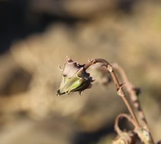 Launaea angustifolia flower/fruit