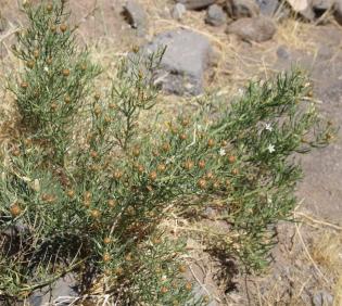 Whole plant