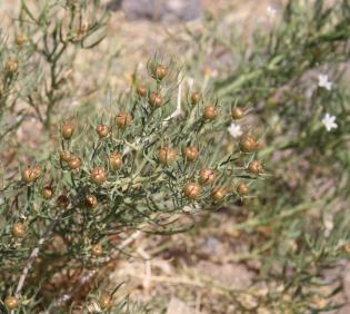 Whole plant