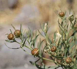 Peganum harmala fruits