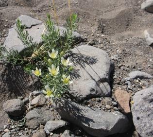 Whole plant