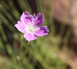 Dianthus strictus flower
