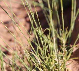 Dianthus strictus leaves