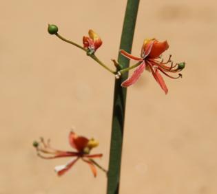 Capparis decidua flowers