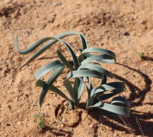 Pancratium sickenbergeri leaves