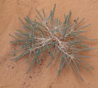 Whole plant