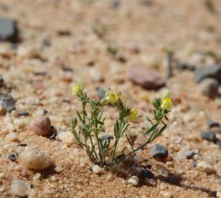 Whole plant