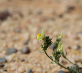 Linaria simplex flower