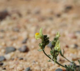 Linaria simplex flower