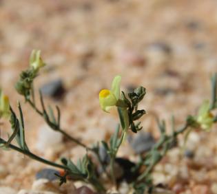 Linaria simplex flower