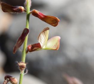 Onobrychis ptolemaica flower