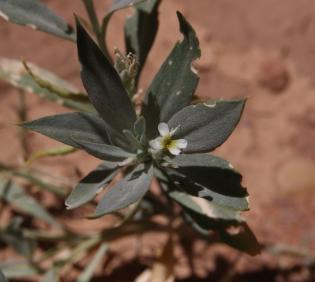 Farsetia aegyptia flower