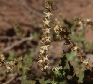 Heliotropium arbainense fruits