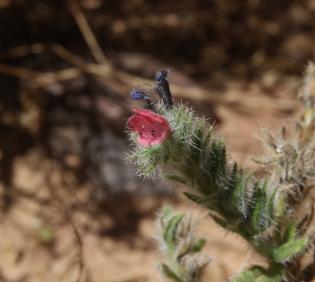 Echium rauwolfii flower