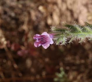 Echium rauwolfii flower