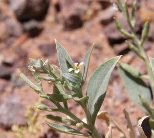 Farsetia aegyptia flowers