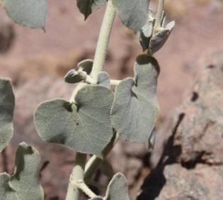Pergularia tomentosa leaves