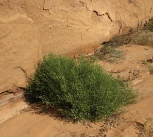 Whole plant
