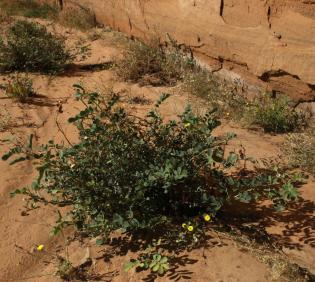 Whole plant