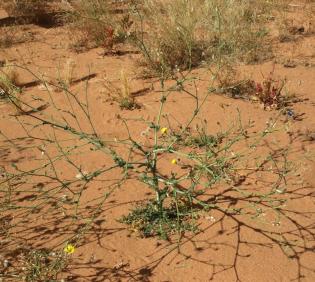 Whole plant