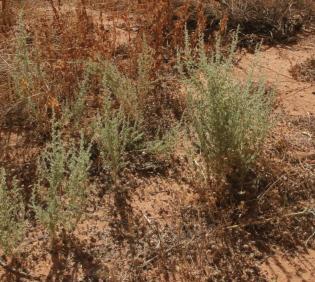 Whole plant