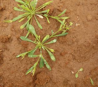 Polycarpaea robbairea leaves