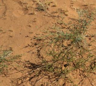 Whole plant