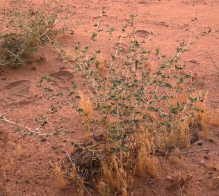 Whole plant