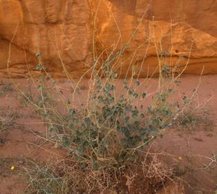 Whole plant