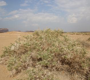 Whole plant