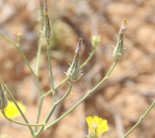 Launaea mucronata flowers