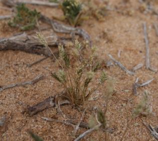 Whole plant